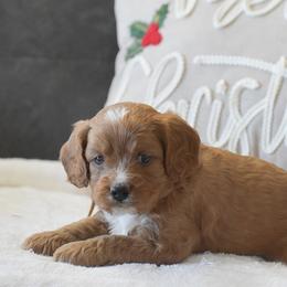 Bouncer - Red male Cavalier King Charles Spaniel puppy in Honey Brook, Pennsylvania from Stoltzfus Family Puppies (license number 18844)