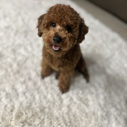 Mommy’s baby - Poodle