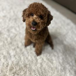 Mommy’s baby - Poodle