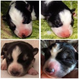 Siberian Husky Puppies from Haven of Free Spirits