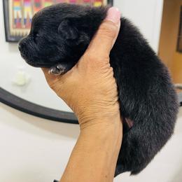 Genesis - Black female Pomeranian puppy in Tucson, Arizona from Kristy's Pomeranians
