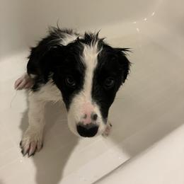 Border Collie Puppies from Spotted Feather Farm
