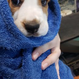 Beagle Puppies from Wilderness Beagles