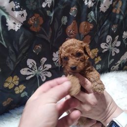 Poodle Puppies from Grace Colt Farms