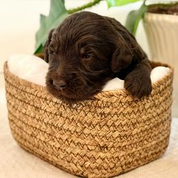Willow - Chocolate female Goldendoodle puppy in Livermore, Colorado from Heritage Hills Family Doodles