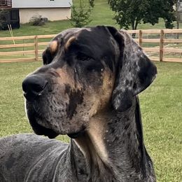 Levi - Great Dane
