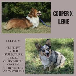 American Corgi puppies from Flying K Corgis