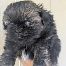 Female brindle 1 - Brindle female Shih Tzu puppy in Amherst, Maine from McKayla Hairston