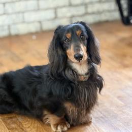 Dachshund puppies from Beaver Creek Kennels