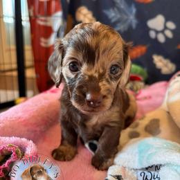 Bell - Chocolate and tan female Dachshund puppy in Clarksdale, Mississippi from Bo Didley's Doxies