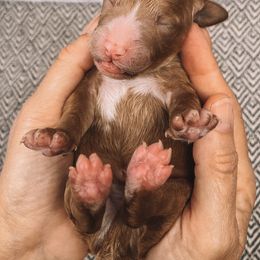 Goldendoodle and Poodle Puppies from Rolling Oak Doodles