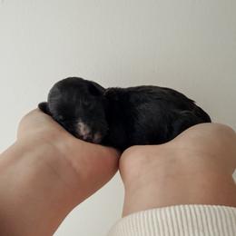 Cliff the Runt. - Black male Sheepadoodle puppy in Wabash, Indiana from DOODCompany