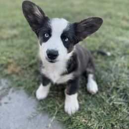Peep - Black and white female Cardigan Welsh Corgi puppy in Tulare, California from Wild K Ranch