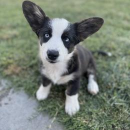 Peep - Black and white female Cardigan Welsh Corgi puppy in Tulare, California from Wild K Ranch