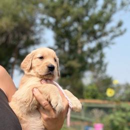 Pink - Golden female Golden Retriever puppy in Great Falls, Montana from VS Golden Fields