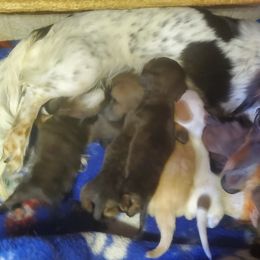 Dachshunds from SHERRY AMERSON-WHITE