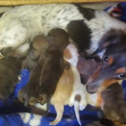 Dachshunds from SHERRY AMERSON-WHITE