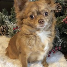 Chihuahua Puppies from So Sweet Chihuahuas