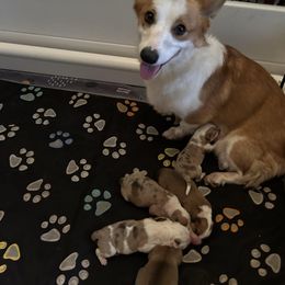 American Corgi puppies from Wetmore Corgis