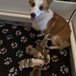 American Corgi puppies from Wetmore Corgis