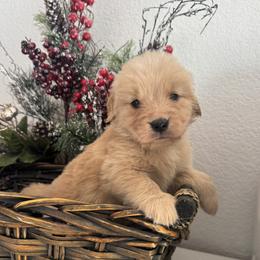 Girl 1 - female Golden Retriever puppy in Moapa, Nevada from Little Bitta Luck Farms