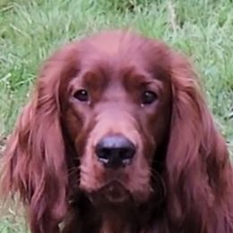 Raffy - Irish Setter
