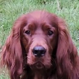 Raffy - Irish Setter