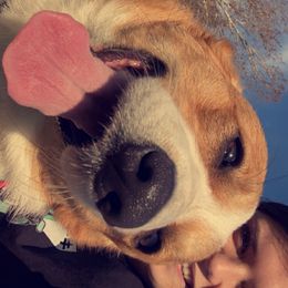 Crush - Pembroke Welsh Corgi