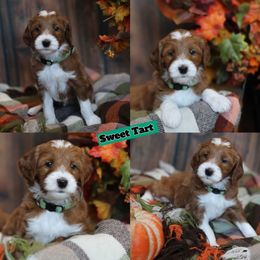 Sweet Tart - Red  female Goldendoodle puppy in Sioux Falls, South Dakota from Dolly's Doodles