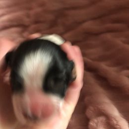 Girl 2 - Black white and tan English Springer Spaniel puppy in Oklahoma from Country Love Springers