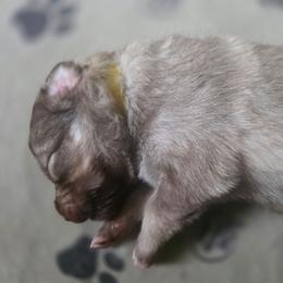 Female 3 - female Native American Indian Dog puppy in Green Creek, North Carolina from NAID Preservation Project: Corn Moon Medicine Dogs
