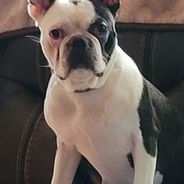 Boston Terriers from BFF BOSTONS