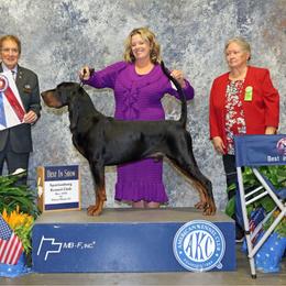 Rocker - Black and Tan Coonhound