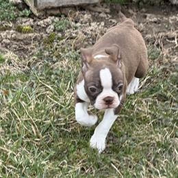 Ginger - Red female Boston Terrier puppy in Wellington, Ohio from Twist of Faith Farms