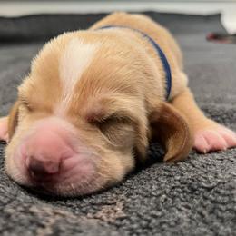 Reese's (royal blue) - Red and white male Basset Hound puppy in Kingsport, Tennessee from Bear’s Bassets