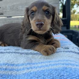 Dachshund Puppies from 4E Dachshunds