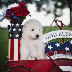 Border Collie, Bordoodle, and Maremma Sheepdog Puppies from 2J 2K Border Collies