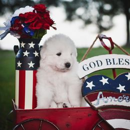 Border Collie, Bordoodle, and Maremma Sheepdog Puppies from 2J 2K Border Collies