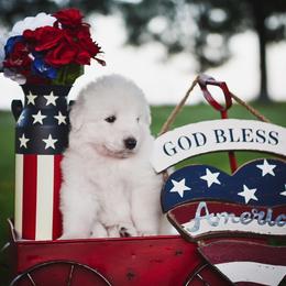 Border Collie, Bordoodle, and Maremma Sheepdog Puppies from 2J 2K Border Collies