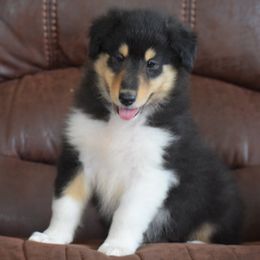 Tri-color Male - Black white and tan male Collie puppy in Danville, Pennsylvania from Brookwood Collies, Smooth & Rough
