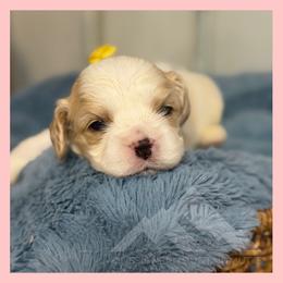 Boy 2 - Blenheim male Cavachon puppy in Smoot, Wyoming from Designer Mountain Mutts