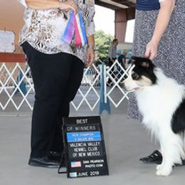 Border Collie and Mudi All Grown Up from Twisted Acres Border Collies and Mudi