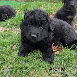Archie - Black male German Shepherd puppy in Waterloo, New York from Von Nikolaos German Shepherds