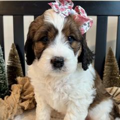 Saint Berdoodles from Darling Farm Doodles