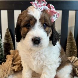Saint Berdoodles from Darling Farm Doodles