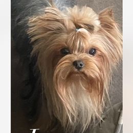 Yorkshire Terrier puppies from Kissable baby face yorkies