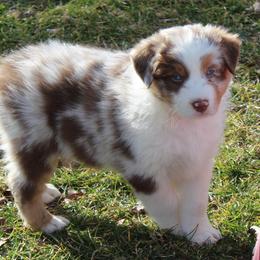 Quaid - Red merle male Australian Shepherd puppy in Kansas, Oklahoma from Windy G Farm