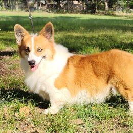 Thunderidge In The Moment - White and red male Pembroke Welsh Corgi puppy in Mead, Oklahoma from White Star Corgis