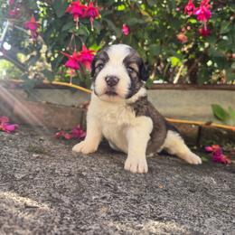 Curly ready Christmas - Brindle and white female Saint Berdoodle puppy in Castle Rock, Washington from PNW Saint Berdoodles