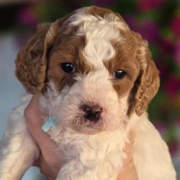 Cashmere - Parti male Goldendoodle puppy in Vernon, Texas from Sugarland's Texas Goldendoodles
